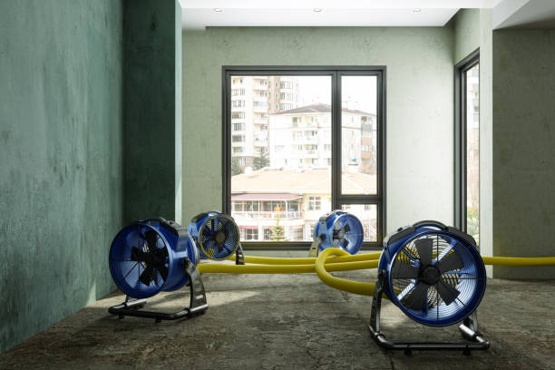 Best Mold removal after water damage  in Folkston, GA
